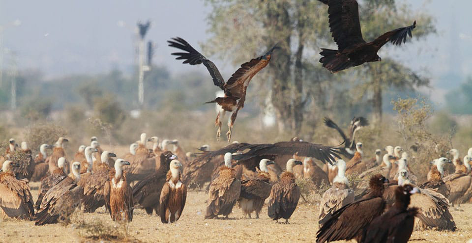 Bikaner Tour